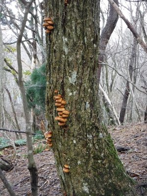 DSCF0452.JPG (367.1 KiB) 閲覧された回数 5489 回 ナメコ