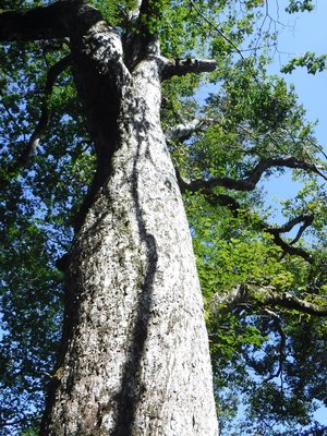 DSCF2467.JPG (432.17 KiB) 閲覧された回数 5453 回 ミズナラの大木