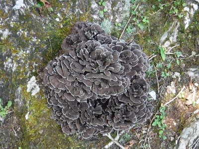 DSCF2463.JPG (375.53 KiB) 閲覧された回数 5453 回 黒マイタケ