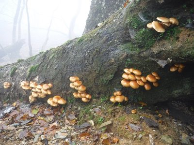 DSCF2476.JPG (287.94 KiB) 閲覧された回数 5405 回 昨日のナメコ