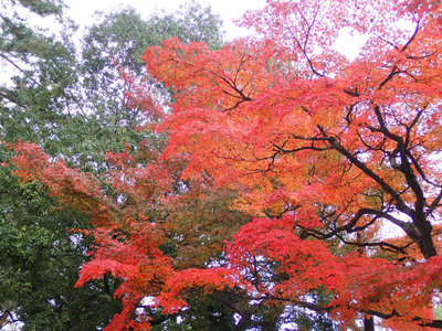 奈良公園の紅葉