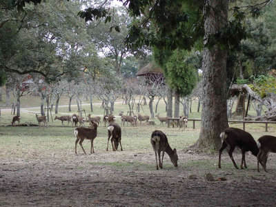PB260067.jpg (101.57 KiB) 閲覧された回数 3355 回 暇そうに草を食む鹿たち