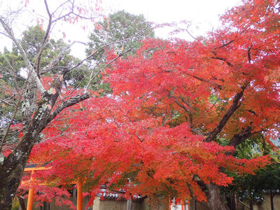 PB260078.jpg (125.63 KiB) 閲覧された回数 3360 回 新薬師寺