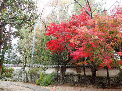 PB260082.jpg (135.41 KiB) 閲覧された回数 3360 回 新薬師寺