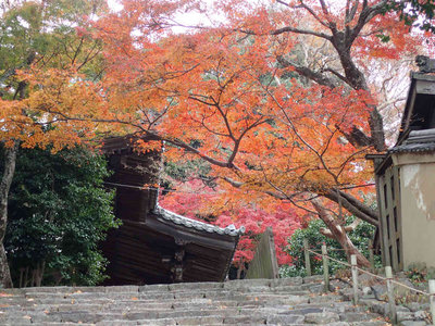 PB260095.jpg (126.83 KiB) 閲覧された回数 3360 回 白毫寺