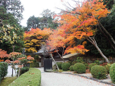 PB260110.jpg (128.95 KiB) 閲覧された回数 3356 回 円照寺