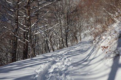 林道の雪.jpg