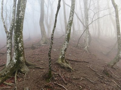 鈴ヶ岳への急登