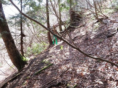 明瞭な道が尾根を乗り越し、緑のテープがあります。