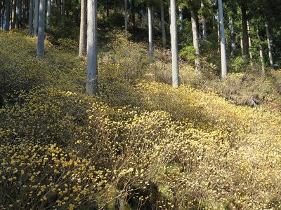ミツマタの群生