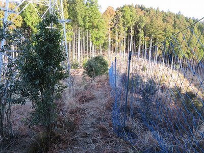 尾根上、高畑山へ向いて