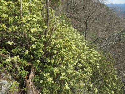 4.11 丹波　毘沙門山　ヒカゲツツジ