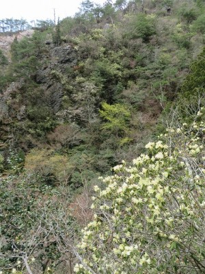 4.15　丹波　八ヶ尾山　ヒカゲツツジ