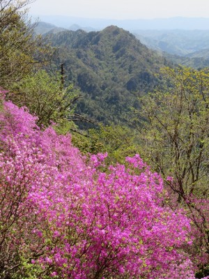 5.5　丹波　御嶽　ミツバツツジ