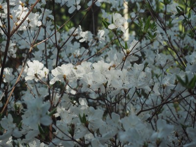 シロバナミツバツツジ