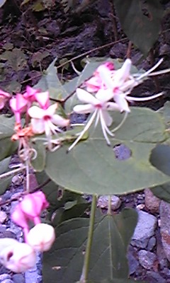 佐目子谷で見つけた花