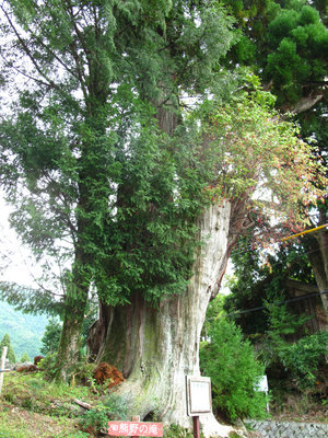 熊野神社のタコ杉