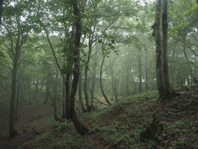 霧の山毛欅林.jpg