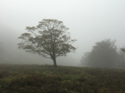 霧の中.jpg