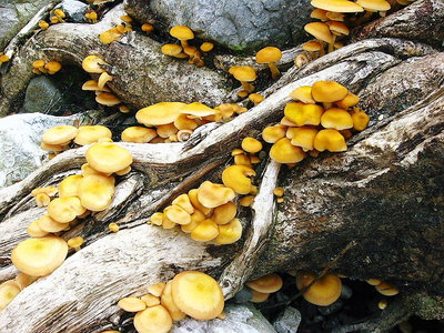 ● クリタケかな？？