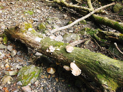 ● ブナハリタケですか？