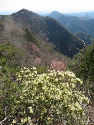 IMG_3147.jpg (178.33 KiB) 閲覧された回数 3032 回 ナイフリッジ手前のヒカゲツツジ 奥は雨石山