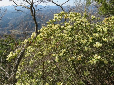 IMG_3226.jpg (218.22 KiB) 閲覧された回数 3033 回 ヒカゲツツジは満開