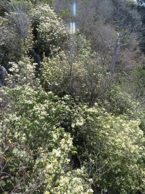 IMG_3388.jpg (233.26 KiB) 閲覧された回数 3049 回 ハイライト ヒカゲツツジの回廊