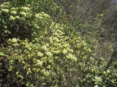 IMG_3575.jpg (222.69 KiB) 閲覧された回数 3049 回 ヒカゲツツジ