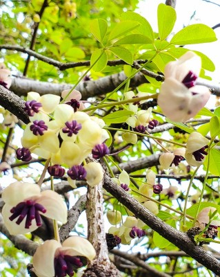 実家のミツバアケビ