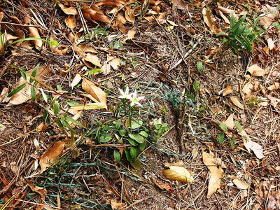 ● センブリが咲いてる、噛むと苦味が好きだよ