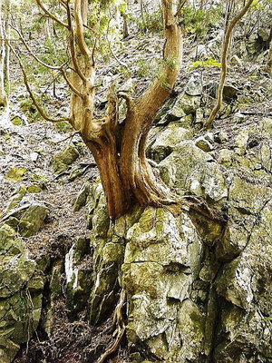 ● 逞しく生きる杉古木