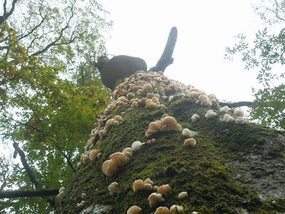 ブナの立枯れ木に群生するヌメリツバタケモドキ。