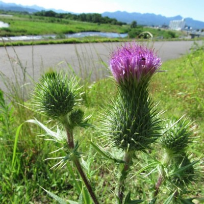 アメリカオニアザミ