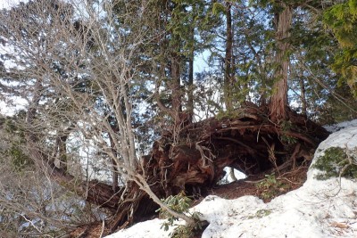 こんなヒノキも