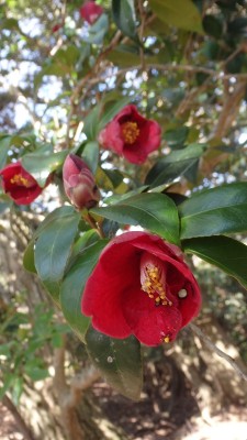 P4123366.jpg (299.27 KiB) 閲覧された回数 3288 回 山中に多いヤブツバキ