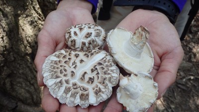 P4123373.jpg (312.56 KiB) 閲覧された回数 3288 回 天然シイタケもゲット!