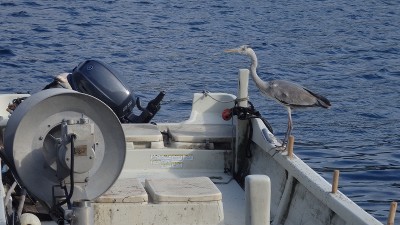 P4123417.jpg (354.41 KiB) 閲覧された回数 3288 回 港の小舟で獲物を待つアオサギ