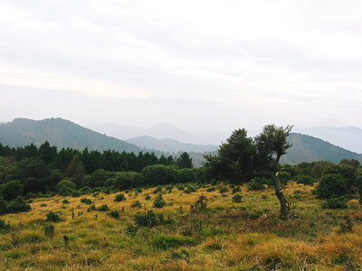 グミの木.JPG (128.14 KiB) 閲覧された回数 9645 回 ● グミの木 古木だよ、折れるんじゃないかなあ?