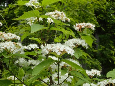 P5060007.jpg (85.09 KiB) 閲覧された回数 3361 回 コバノガマズミ