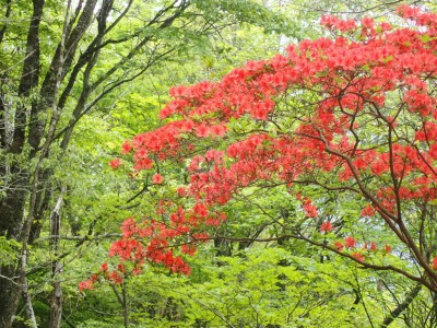 P5060035.jpg (160.66 KiB) 閲覧された回数 3361 回 ヤマツツジ