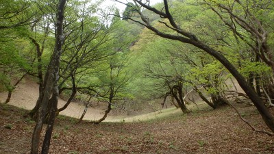 P5063616.JPG (2.86 MiB) 閲覧された回数 5049 回 新緑の谷源頭