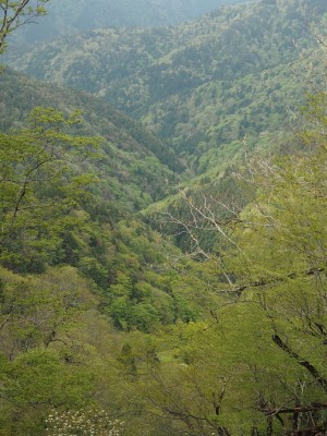 新緑の谷.JPG