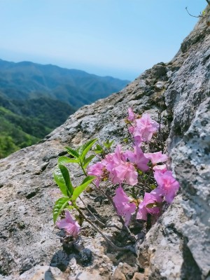 日本では対馬にのみ分布するチョウセンヤマツツジ
