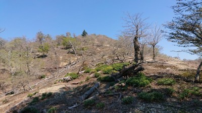 16543105487633(1450最高点へ) - コピー.jpg (312.03 KiB) 閲覧された回数 3108 回 雷峠の標識のあるところから1450へ