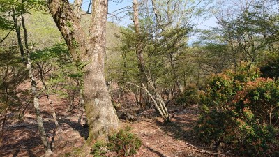 16543110021926(一本木の森) - コピー.jpg (271.4 KiB) 閲覧された回数 3108 回 一本木付近