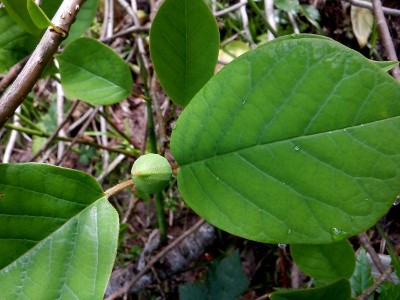 同じ日の銀杏峯のオオヤマレンゲもつぼみ固し。