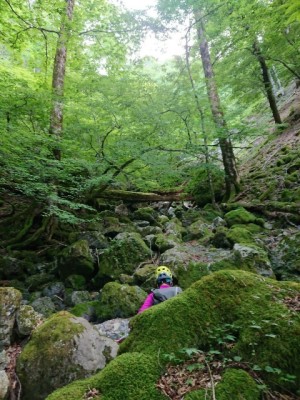 巨樹の谷間 - コピー.jpg