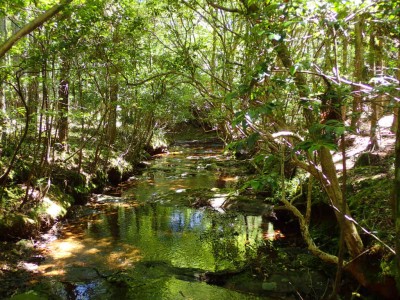 P6290013.jpg (148.96 KiB) 閲覧された回数 1748 回 行動川のナメ