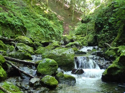 P8010015.jpg (120.99 KiB) 閲覧された回数 2419 回 奥山谷